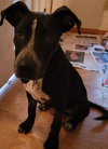 Berry - Photo 4