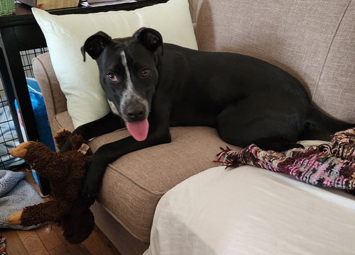 BERRY - Labrador Retriever / American Staffordshire Terrier available for adoption
