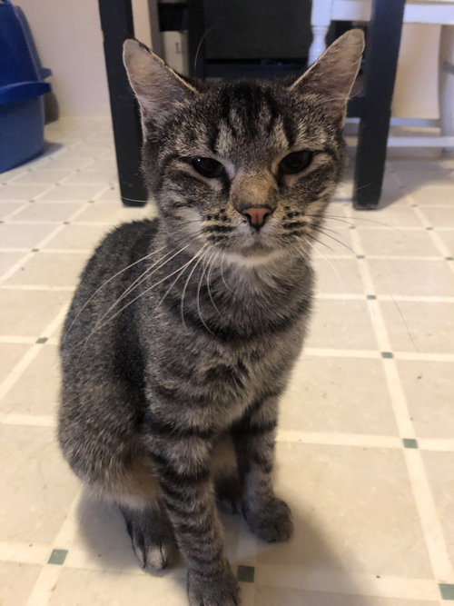 SOOKIE - Domestic Short Hair available for adoption