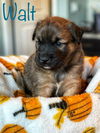 Walt