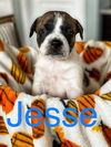 Jesse