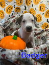 Badger