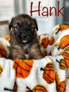 Hank