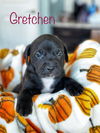 Gretchen