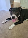 Lilly Mae