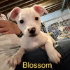 Blossom