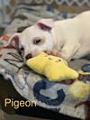Pigeon