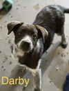 Darby