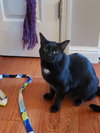 Chica - Photo 1