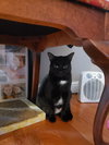 Chica - Photo 2