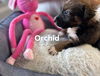 Orchid