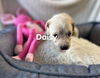 Daisy