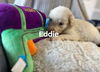 Eddie
