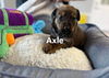 Axle