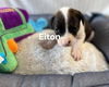 Elton