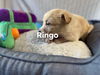Ringo