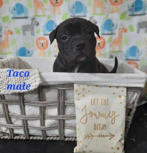 Taco