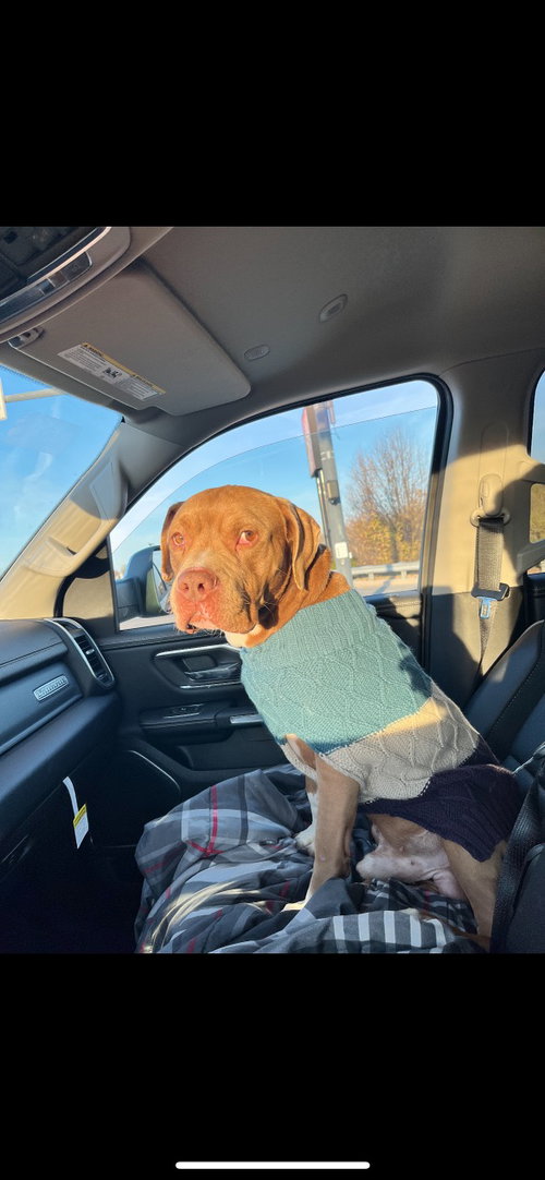 GOODFELLOW - American Staffordshire Terrier available for adoption