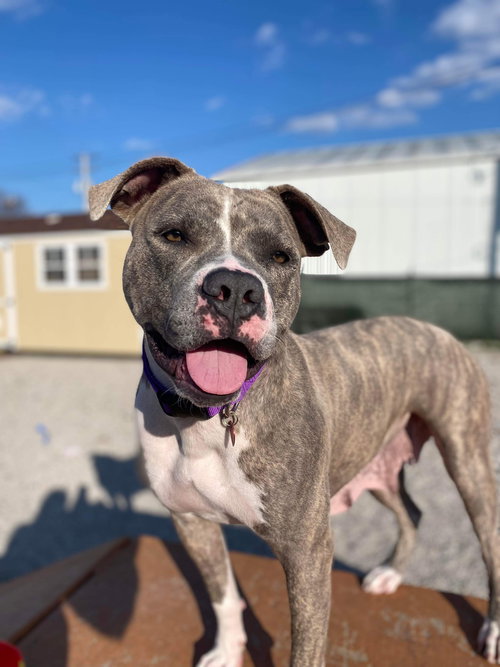 CHRISTMAS CAROL - American Staffordshire Terrier available for adoption