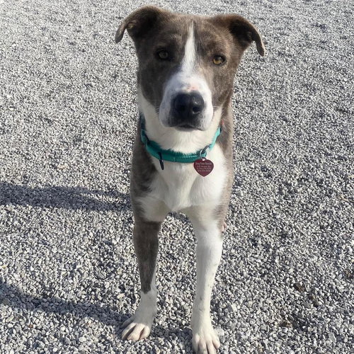 COLBY - Labrador Retriever available for adoption