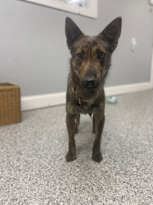 TEETER - Dutch Shepherd available for adoption