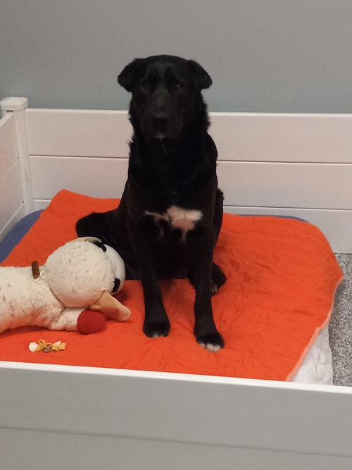 MEDINAH - Labrador Retriever available for adoption