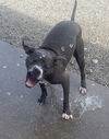 Zena