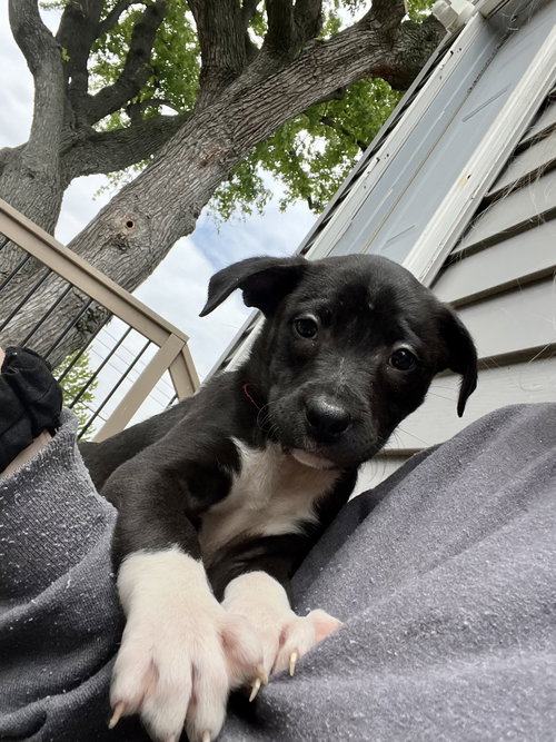 SHIPSEY - Collie / American Staffordshire Terrier available for adoption