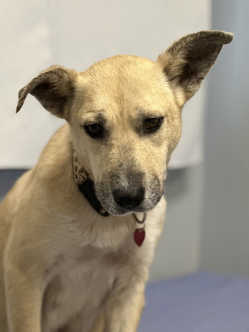 CHEETAH - Labrador Retriever available for adoption