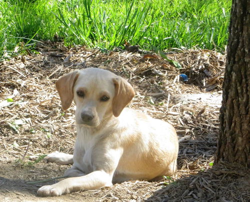 BELLA/NALA