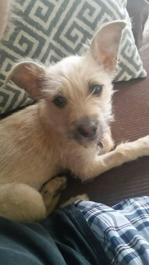 Piper (baby)