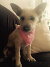 Piper (baby)
