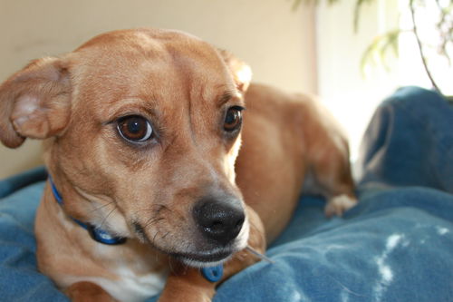 Princess **Sweetest temperament-Great family dog!*