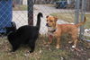 Princess **Sweetest temperament-Great family dog!*