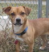 Princess **Sweetest temperament-Great family dog!*