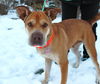 Harley * *Help I need a foster home!**