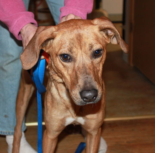 Reyna ** I would be a great playmate for your dog!