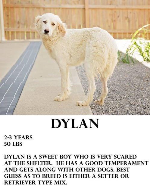 Dylan