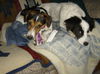 Patches