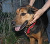 Lexie * I am a lover!* I need a foster home!