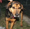 Lexie * I am a lover!* I need a foster home!