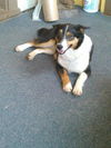 Lacey *Help I need a foster home! Good with other