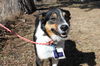 Lacey *Help I need a foster home! Good with other