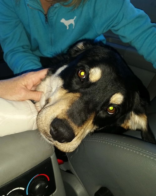 Junior! Awesome family dog!