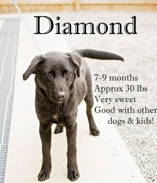 Diamond * Great Family Dog! * I need a foster home