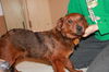 Willy * Help I need a foster home!*