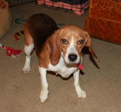 Polly** I am so lovable! I would do best with anot