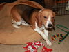 Polly** I am so lovable! I would do best with anot