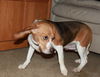 Polly** I am so lovable! I would do best with anot