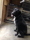 Sammy ** Help! I need a foser home!**